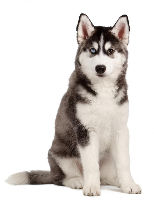 Siberian Husky Puppy White Wall Decal Design 8