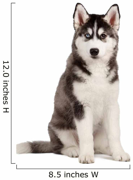 Siberian Husky Puppy White Wall Decal Design 8