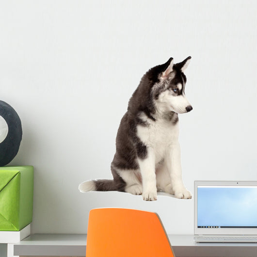 Siberian Husky Puppy White Wall Decal Design 7