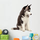 Siberian Husky Puppy White Wall Decal Design 7