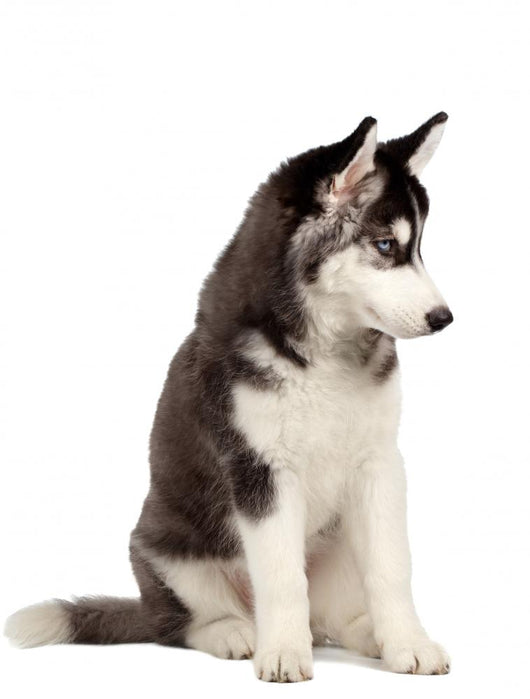 Siberian Husky Puppy White Wall Decal Design 7