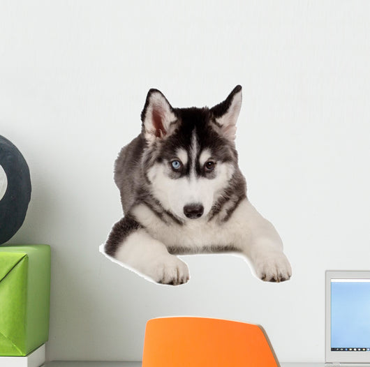 Siberian Husky Puppy White Wall Decal Design 6