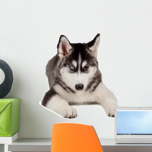 Siberian Husky Puppy White Wall Decal Design 6
