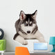Siberian Husky Puppy White Wall Decal Design 6