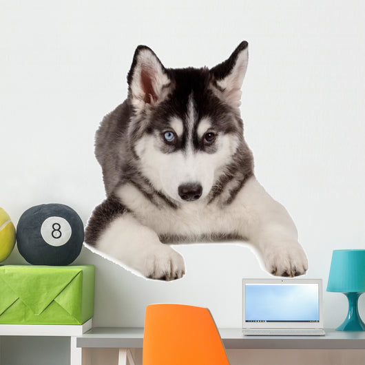 Siberian Husky Puppy White Wall Decal Design 6