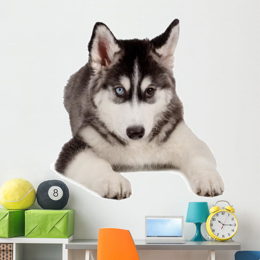 Siberian Husky Puppy White Wall Decal Design 6