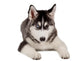 Siberian Husky Puppy White Wall Decal Design 6