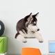 Siberian Husky Puppy White Wall Decal Design 5