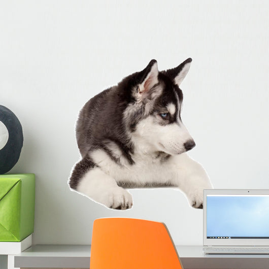 Siberian Husky Puppy White Wall Decal Design 5