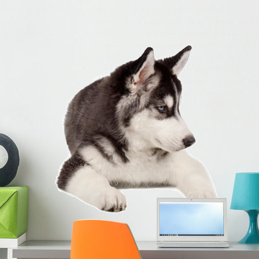 Siberian Husky Puppy White Wall Decal Design 5