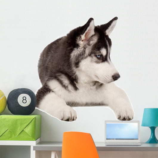 Siberian Husky Puppy White Wall Decal Design 5