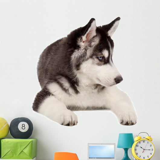 Siberian Husky Puppy White Wall Decal Design 5