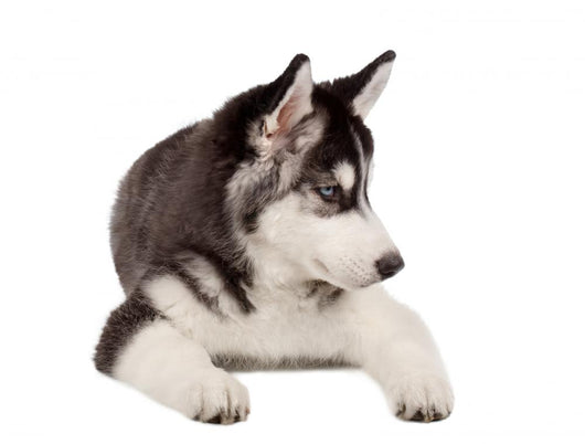 Siberian Husky Puppy White Wall Decal Design 5