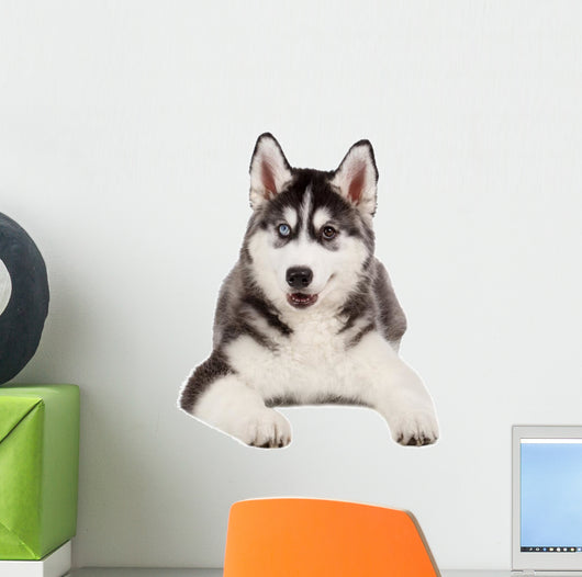Siberian Husky Puppy White Wall Decal Design 4