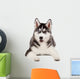 Siberian Husky Puppy White Wall Decal Design 4