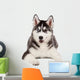 Siberian Husky Puppy White Wall Decal Design 4
