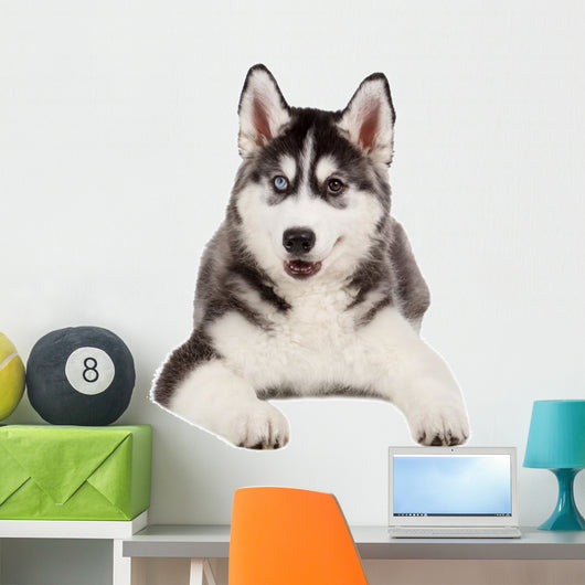 Siberian Husky Puppy White Wall Decal Design 4