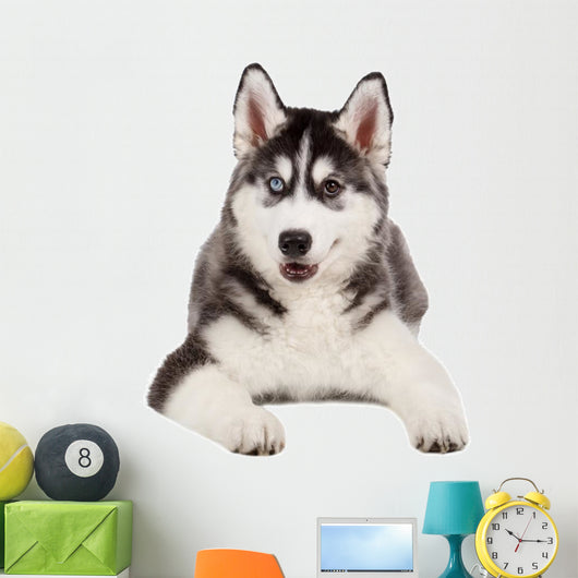 Siberian Husky Puppy White Wall Decal Design 4