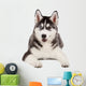 Siberian Husky Puppy White Wall Decal Design 4