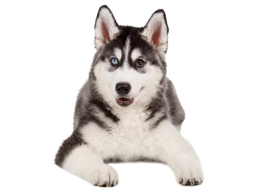 Siberian Husky Puppy White Wall Decal Design 4