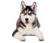Siberian Husky Puppy White Wall Decal Design 4