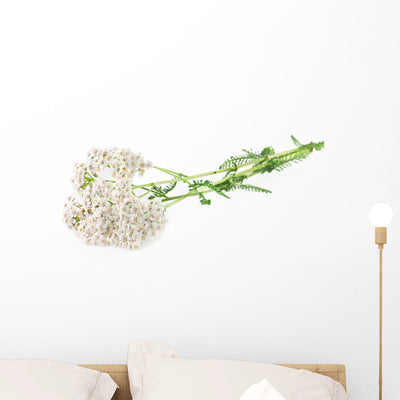 Yarrow Herb White Wall Decal shown on a wall