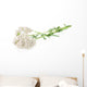 Yarrow Herb White Wall Decal
