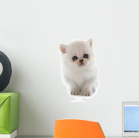 Kitten Exotic Shorthair Wall Decal