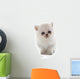 Kitten Exotic Shorthair Wall Decal