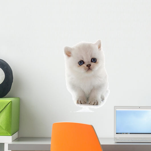 Kitten Exotic Shorthair Wall Decal