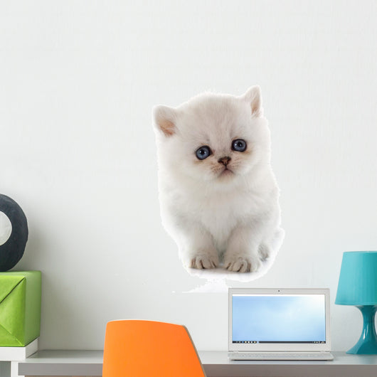 Kitten Exotic Shorthair Wall Decal