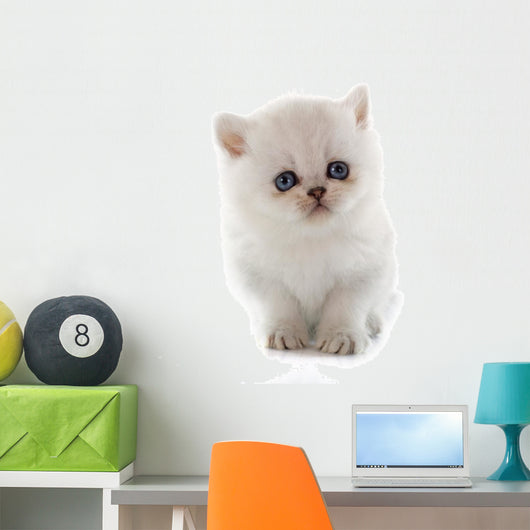 Kitten Exotic Shorthair Wall Decal