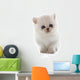 Kitten Exotic Shorthair Wall Decal