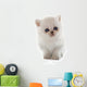 Kitten Exotic Shorthair Wall Decal