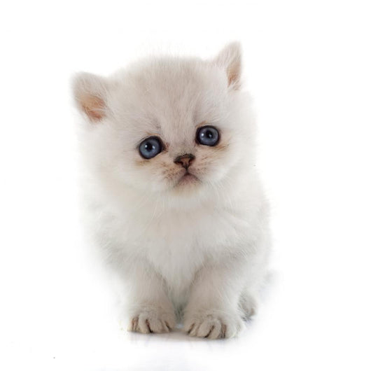 Kitten Exotic Shorthair Wall Decal