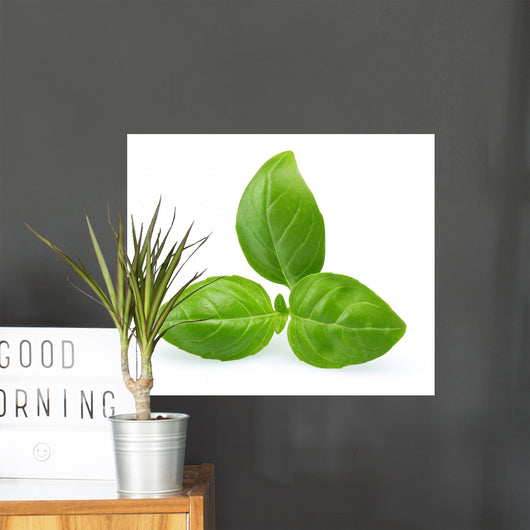 Basil Wall Decal