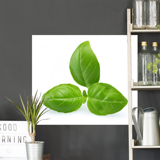 Basil Wall Decal
