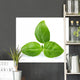 Basil Wall Decal