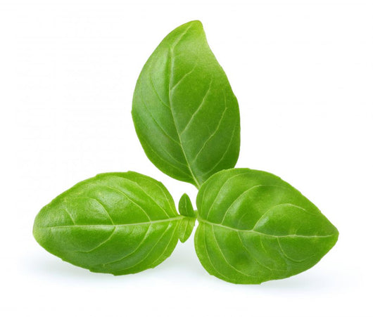 Basil Wall Decal