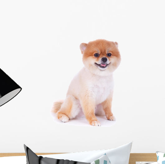 Pomeranian Dog Brown Short Wall Decal Design 3