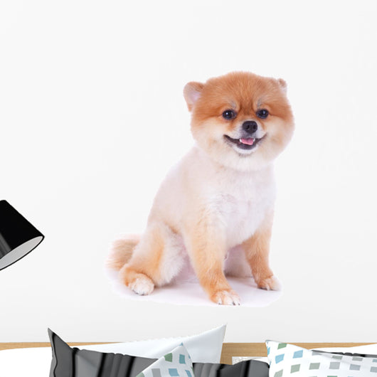 Pomeranian Dog Brown Short Wall Decal Design 3