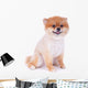 Pomeranian Dog Brown Short Wall Decal Design 3