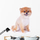 Pomeranian Dog Brown Short Wall Decal Design 3