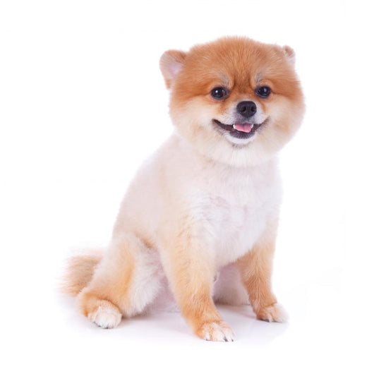 Pomeranian Dog Brown Short Wall Decal Design 3