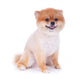 Pomeranian Dog Brown Short Wall Decal Design 3