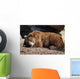 Orso Bruno Wall Decal