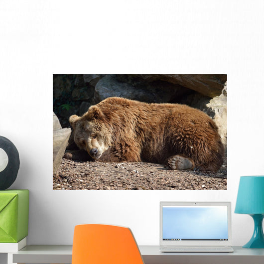 Orso Bruno Wall Decal