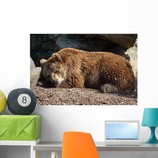 Orso Bruno Wall Decal