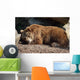 Orso Bruno Wall Decal
