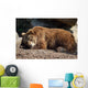 Orso Bruno Wall Decal